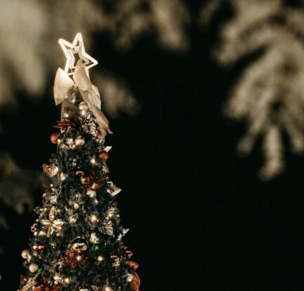 a small white bird on a tree